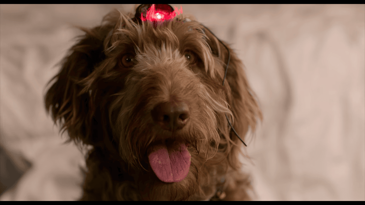 Think Like a Dog trailer still